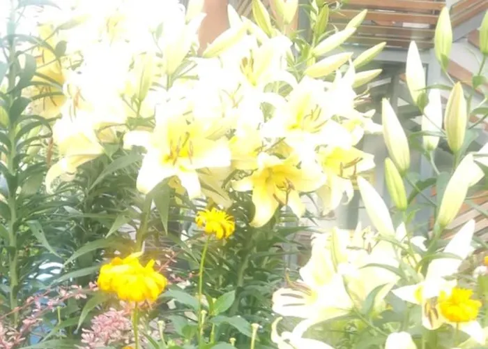 홈스테이 Roza Wiatrow