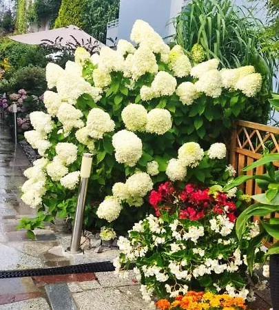 בית אירוח Roza Wiatrow *