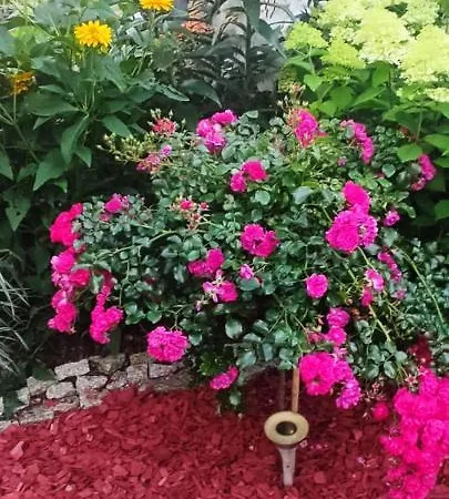 בית אירוח Roza Wiatrow