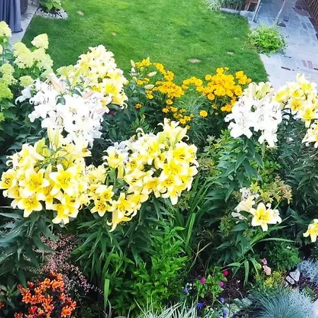 Roza Wiatrow * קולובז'ג